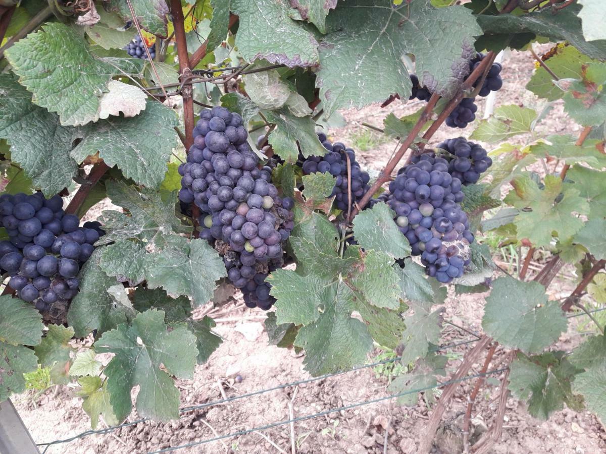 Fleury-la-Riviere Flor'Ever En Champagne מראה חיצוני תמונה